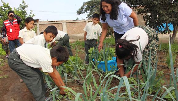 Áncash: Alumnos de Moro consumen verduras que cosechan en huerto escolar