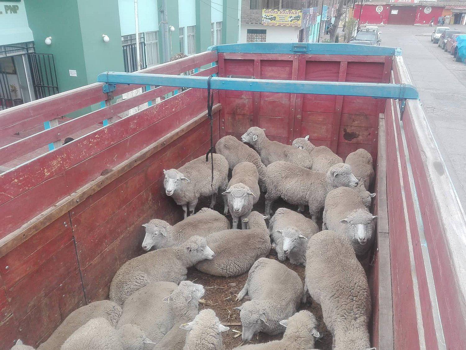 En operativo cae camión transportando 25 carneros robados de la raza Junín