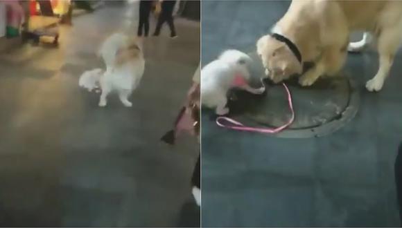 Un golden retriever se “robó” a un cachorro y lo llevó a pasear (VIDEO) 