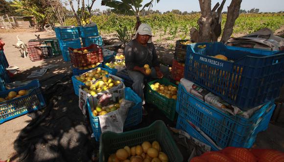 En el Perú se debe brindar las condiciones necesarias para que las empresas del sector agro migren a la digitalización. (Foto: GEC)