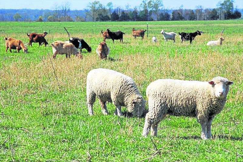 Virus del ántrax rebrota en animales de Inclán