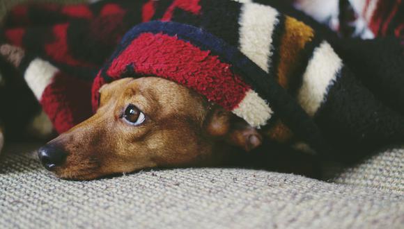 El riesgo de que las mascotas transmitan el virus que causa el COVID-19 a las personas es bajo. (Foto: Pixabay)