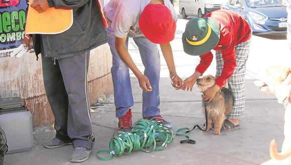 Se evalúa eliminación de perros callejeros en Juliaca