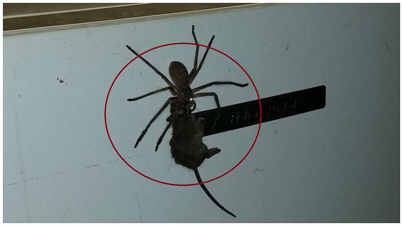 YouTube: enorme araña que carga a ratón causa horror en cibernautas (VIDEO)