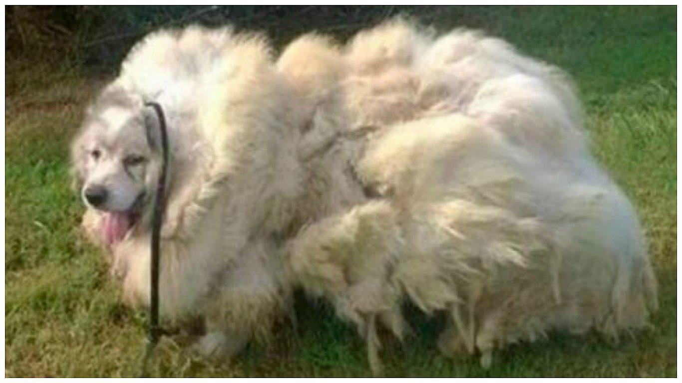 Facebook: perrito perdió más de 15 kilos de pelo y así quedó (FOTOS)