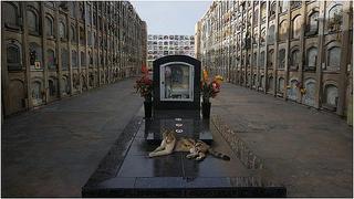 La historia del cementerio peruano que aloja a más de 100 gatos que viven entre las tumbas y mausoleos 