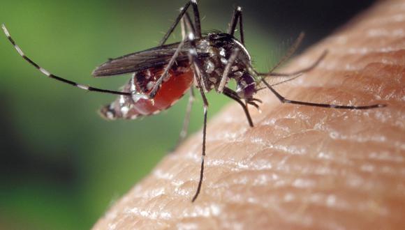 Una prueba de ADN a los mosquitos permitió descubrir la identidad del ladrón. (Foto referencial: Pixabay)