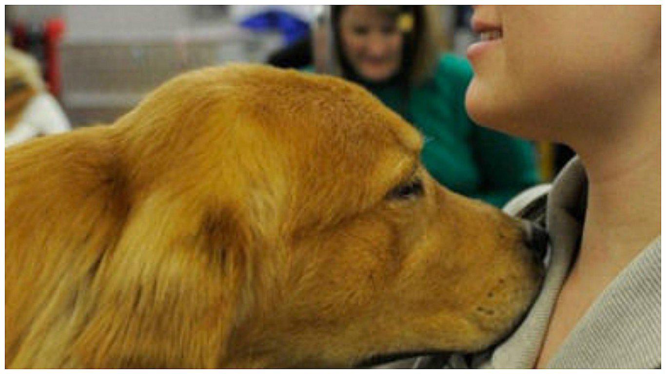 Canes podrían detectar cáncer antes que las pruebas médicas