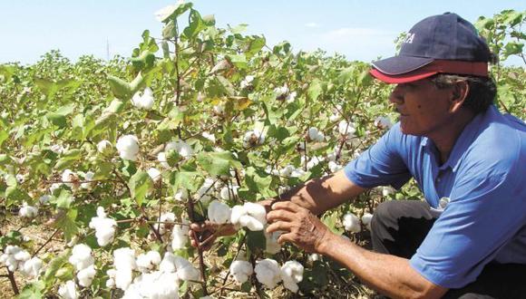 Piura: Plan de contingencia para los algodoneros piuranos