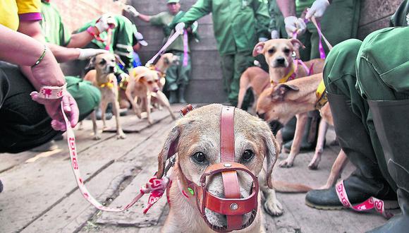 Multa por ladridos de perros en San Isidro desata polémica
