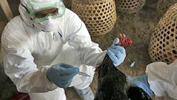 ARICA: Anorexia en 20 mil gallinas de granja obliga a sacrificarlas 