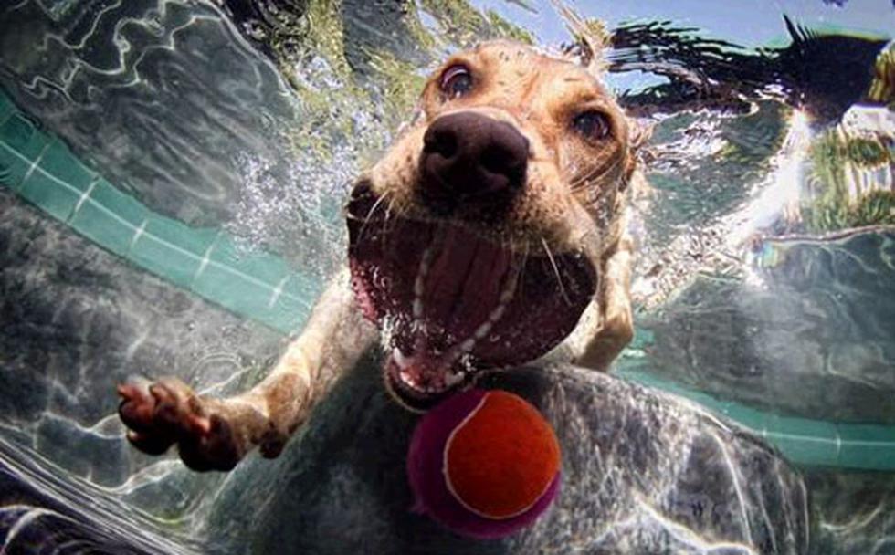 Así se ven los perros jugando bajo el agua (FOTOS)