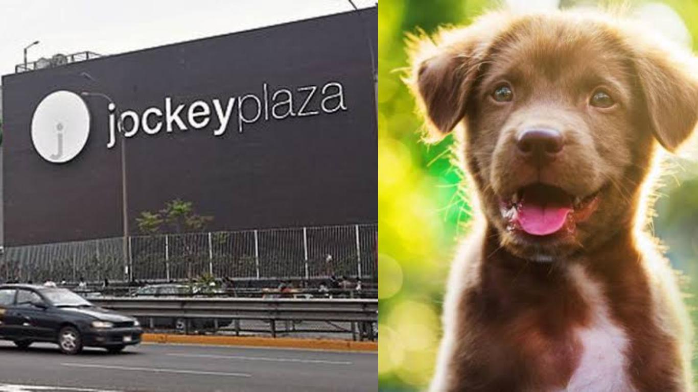 Abren el primer centro de adopción de mascotas en el Jockey Plaza
