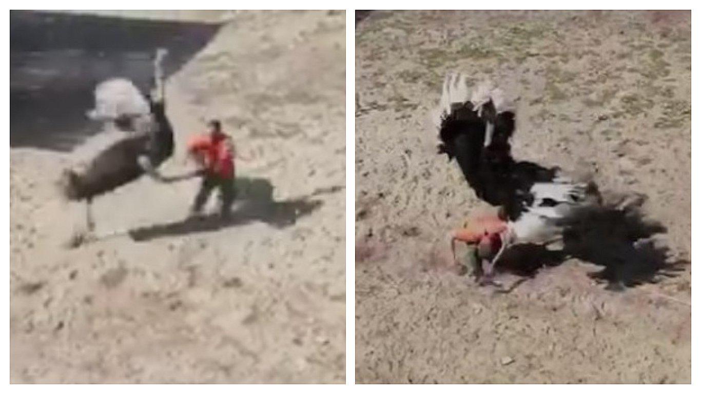 ​Avestruz en celo atacó ferozmente a su cuidador al confundirlo con rival  (VIDEO)