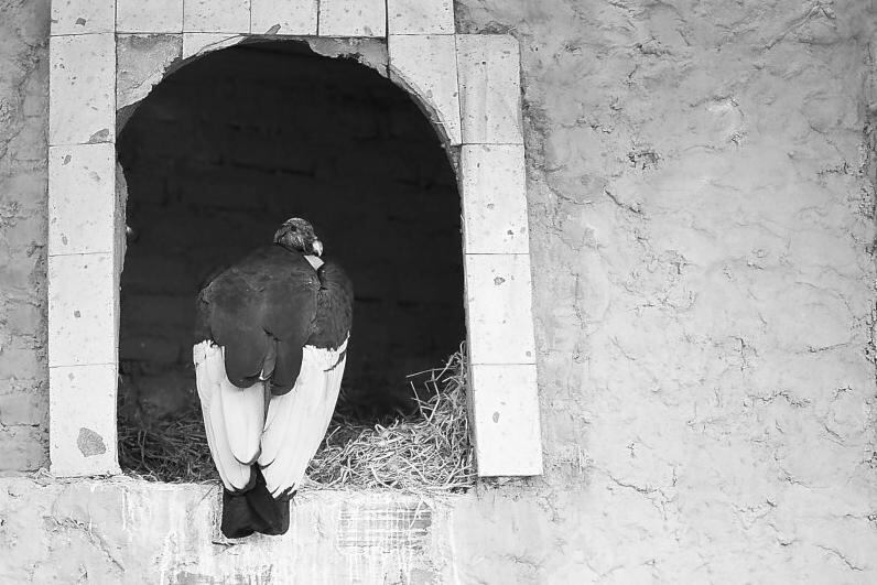 El ZooMundo uno de los zoológicos más grandes del Perú