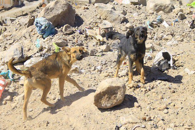 Chosica: Perros de rescate de la PNP ayudan en búsqueda de personas desaparecidas