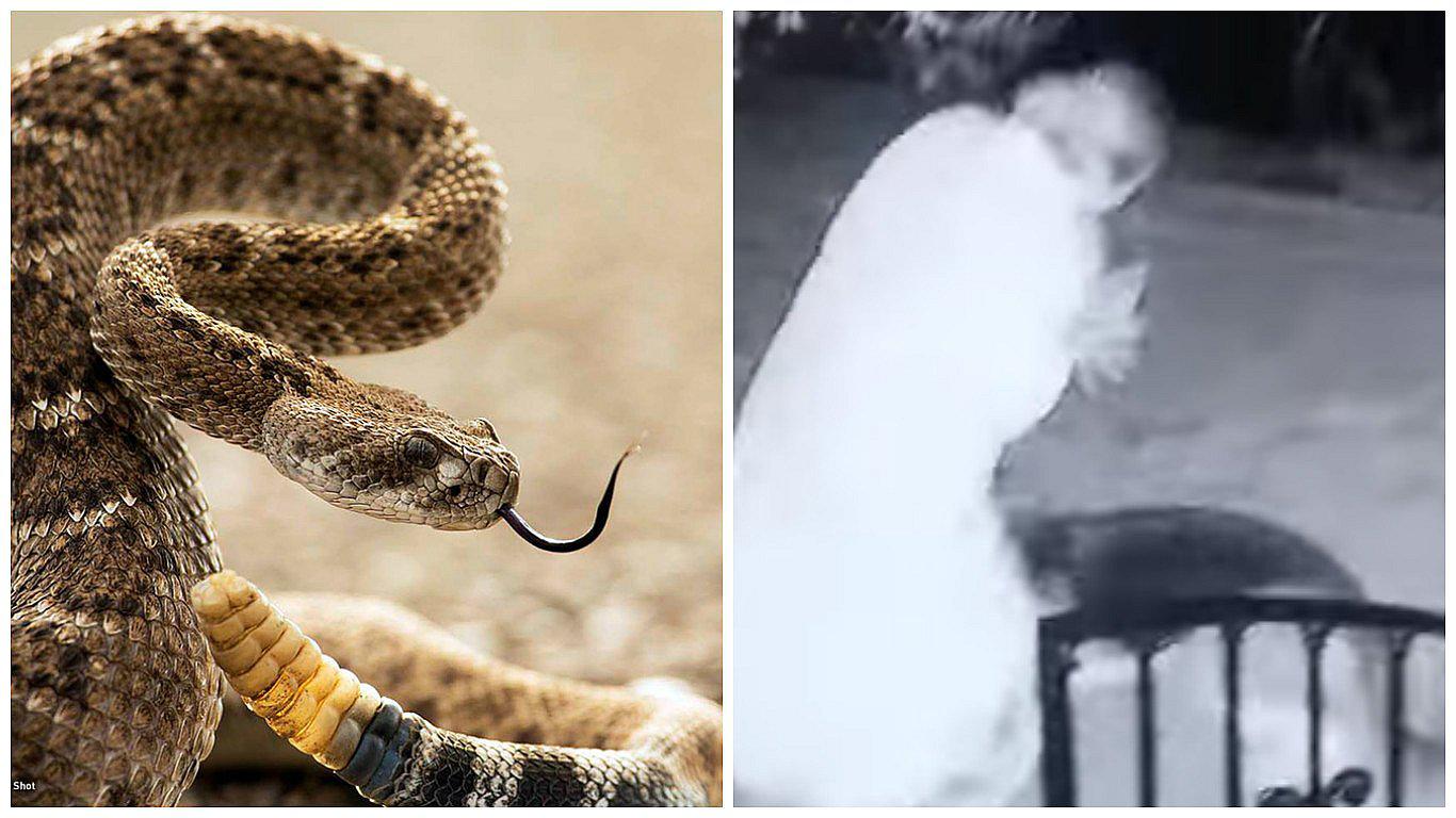 YouTube: quiso darle un juguete a su perro pero le llevó víbora cascabel por error (VIDEO)