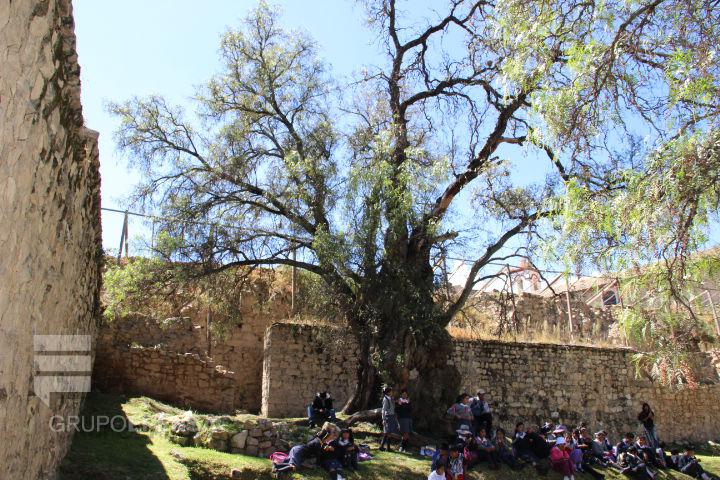 Resucita viejo molle incinerado en santuario de Warivilca 