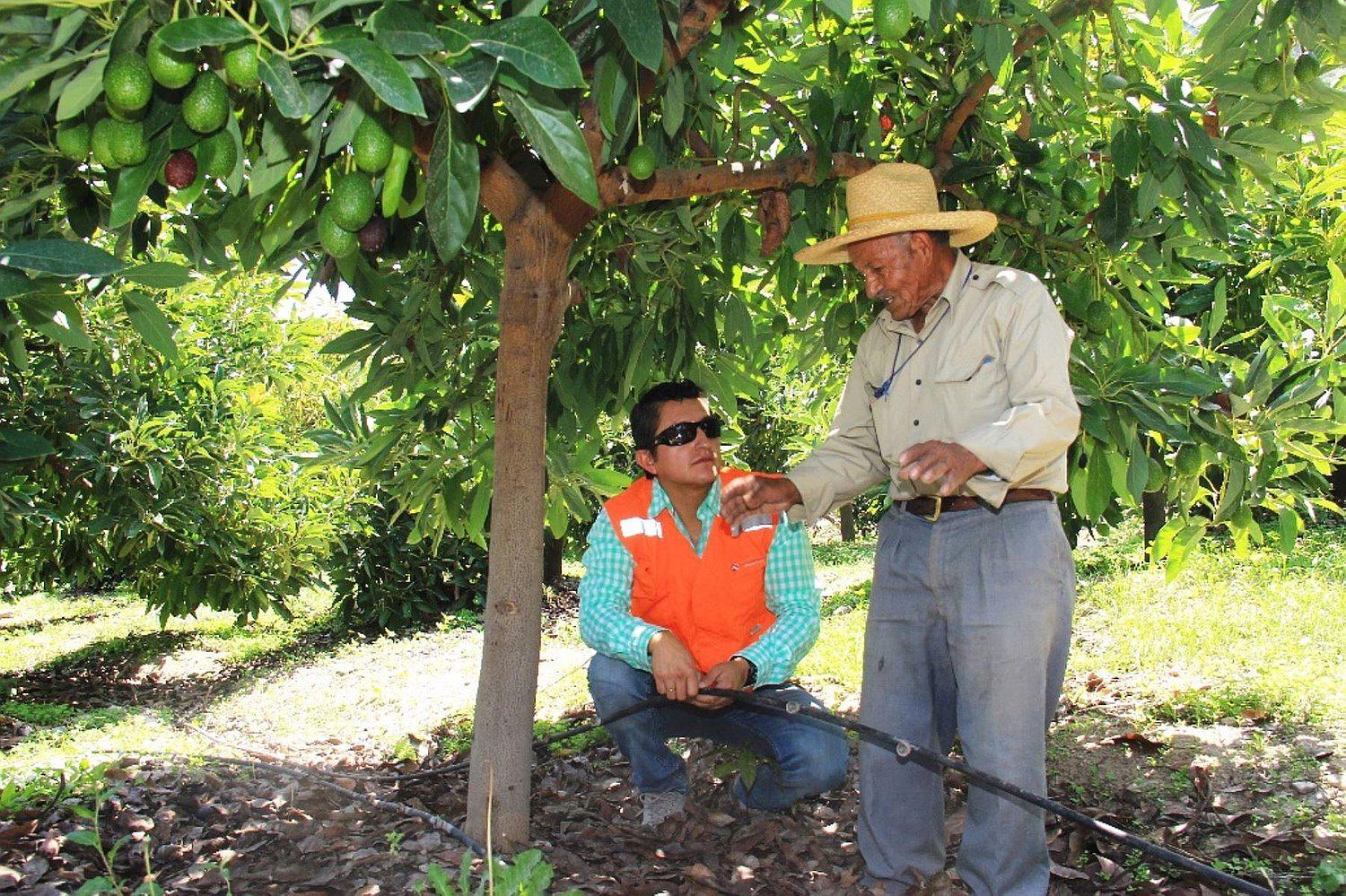 Promueven agricultura sustentable en Torata