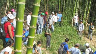 Iniciativa ‘Del bosque a tu mesa’ impulsa el cultivo de bambú y tara como alimento en Cusco