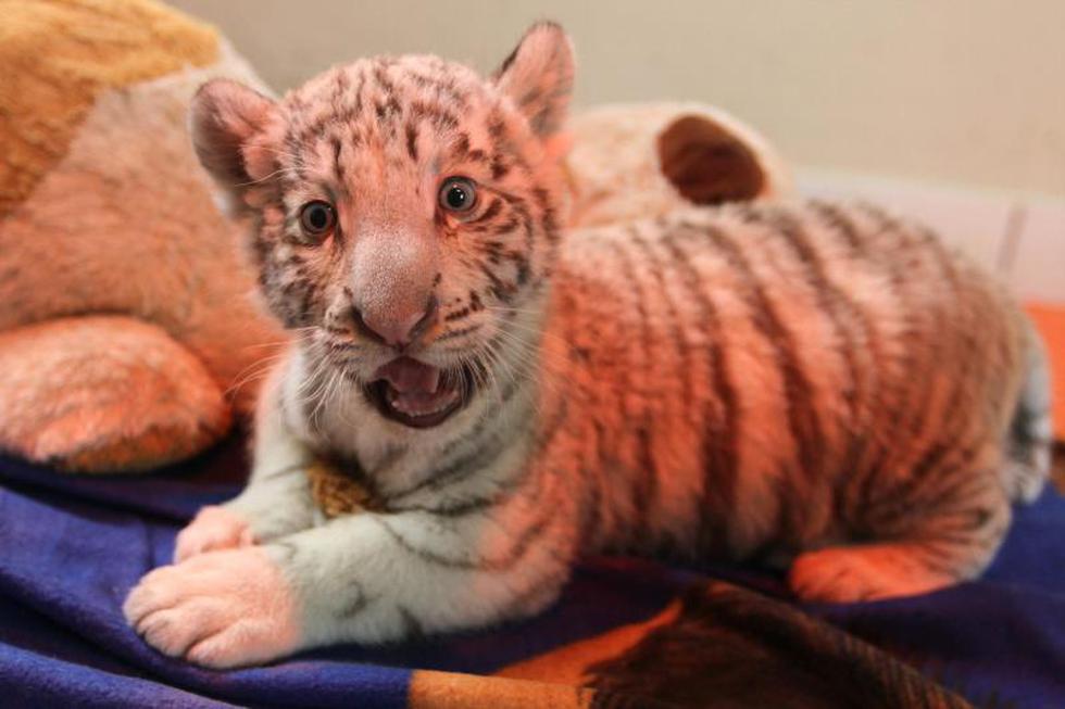 Mira las fotos del primer tigre de Bengala blanco nacido en el Perú