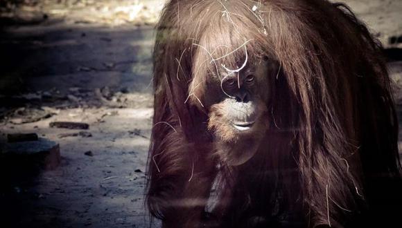 Argentina: ​Zoológico mejora recinto de orangután designado "persona no humana"