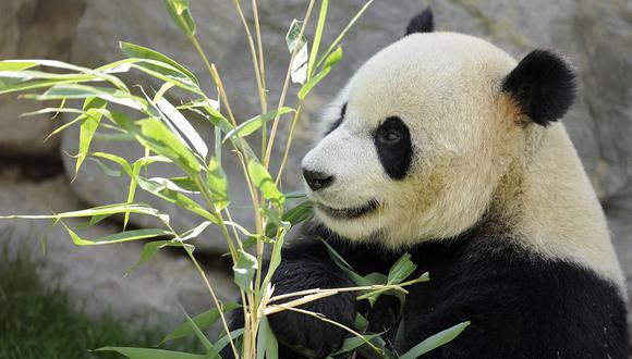 Epidemia de moquillo entre los osos pandas preocupa a las autoridades