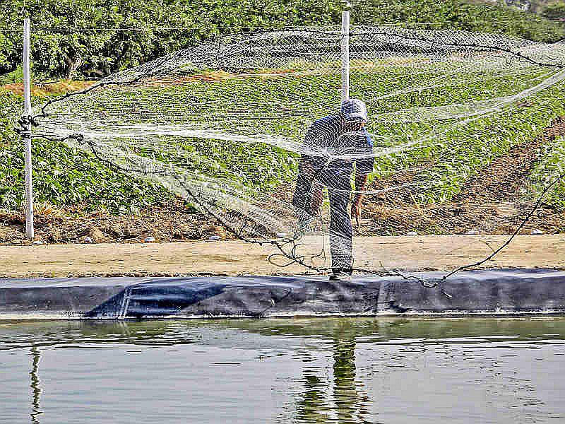 Pescadores artesanales y acuicultores tendrán créditos por S/ 11 millones