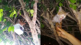 La triste historia del “gatito en el árbol”, ubicado en el Cementerio Baquíjano (VIDEO)