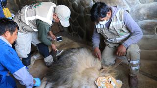 Al ritmo de ‘bebito fiu fiu’ realizan “cortapelo” al león del zoológico en Huancayo