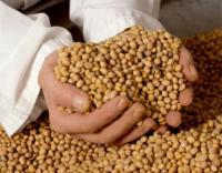 Avena y soya utilizadas por empresas peruanas están libres de transgénicos