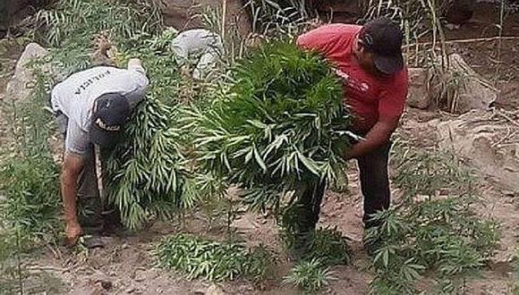 Policía quema cerca de 10 mil plantones de marihuana en Arequipa