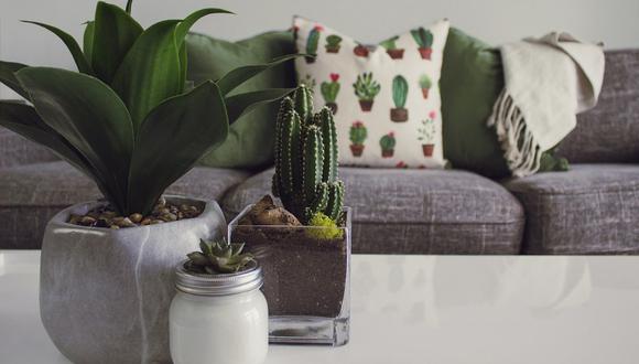 Trucos caseros para cuidar tus cactus y suculentas. (Foto: Pexels)