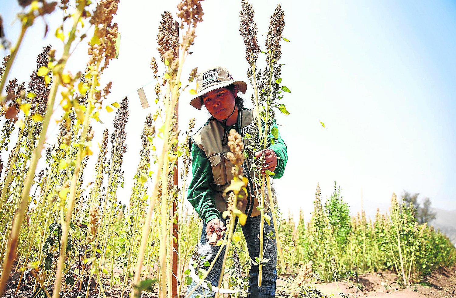 Quinua con alteraciones genéticas amenaza a los productores del altiplano