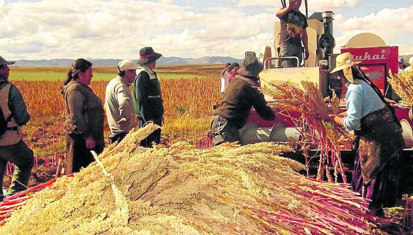 ​China amenaza con convertirse en primer productor de quinua 
