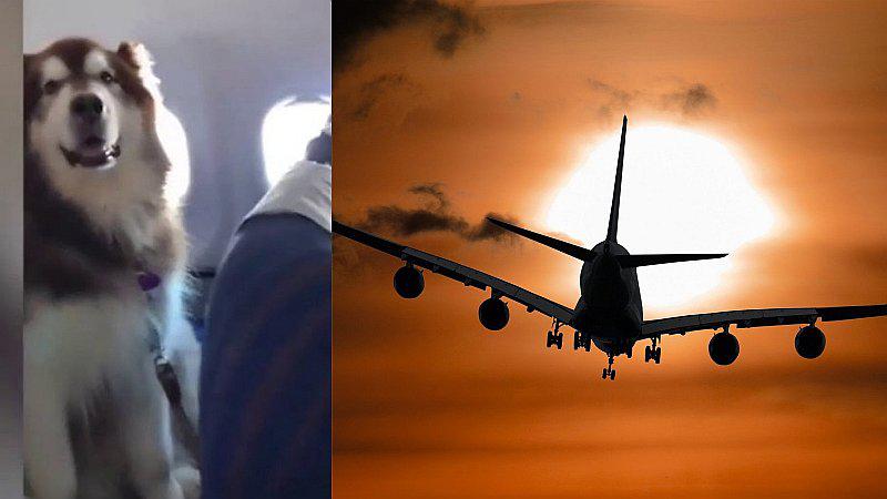 ​Perro se hace viral al viajar en avión como un pasajero más (VIDEO)