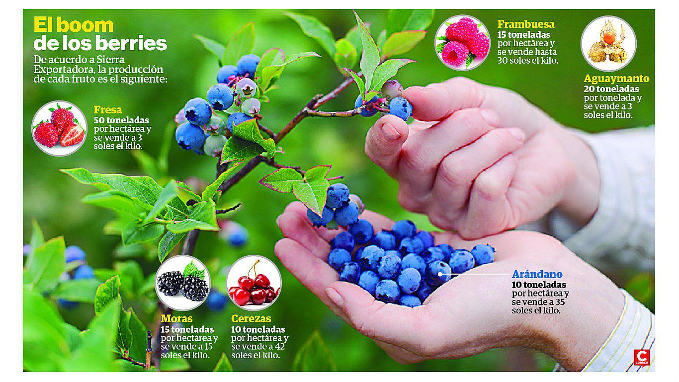 Exportación de berries superaría los US$ 200 mil | PERU | CORREO