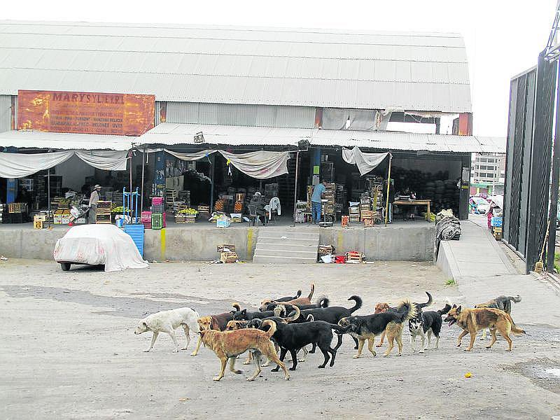 Paucarpata y Cerro Colorado con mayor número de perros callejeros
