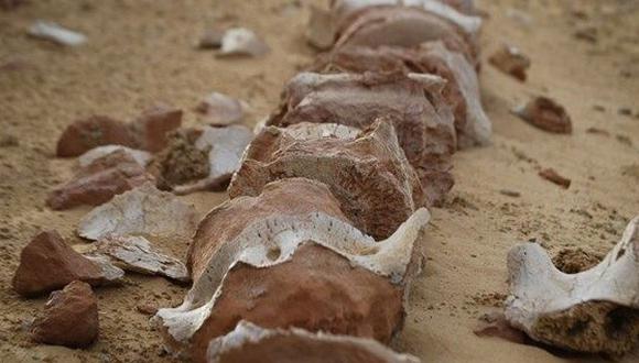 Descubren nuevos fósiles de ballenas de hace 40 millones de años en Egipto