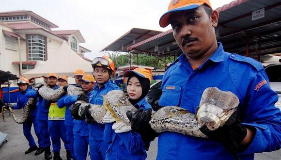 Malasia: Hallan una pitón gigante de 250 kilos y 7,5 metros de largo