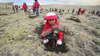 Plantan más de mil árboles nativos en un minuto en Cusco (FOTOS)