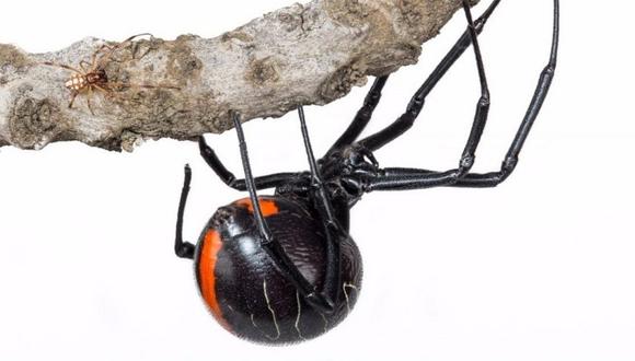 Descubren nueva especie de araña que podría ser la más venenosa del mundo