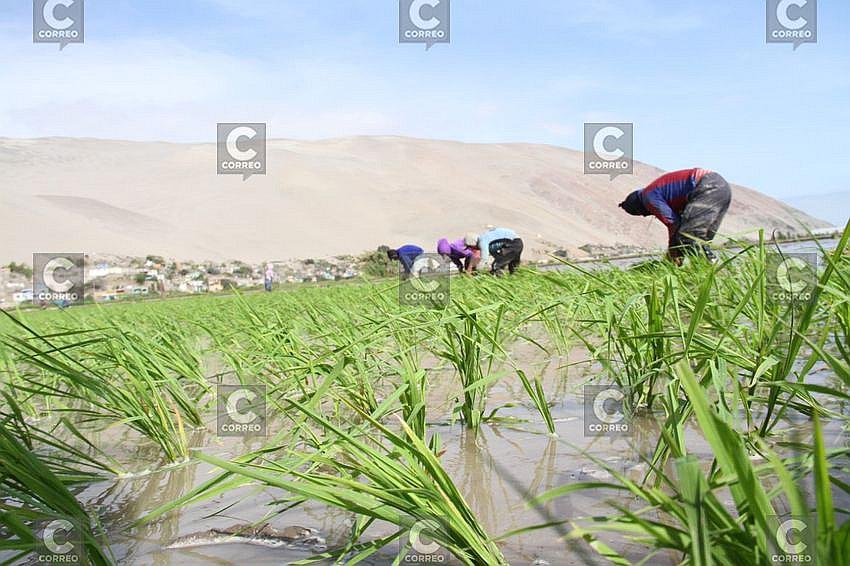 El arroz camanejo se alista para conquistar nuevos mercados