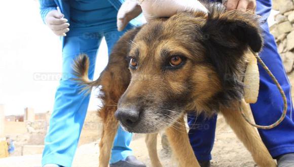Minsa: Aplicarán 164 mil dosis contra la rabia canina