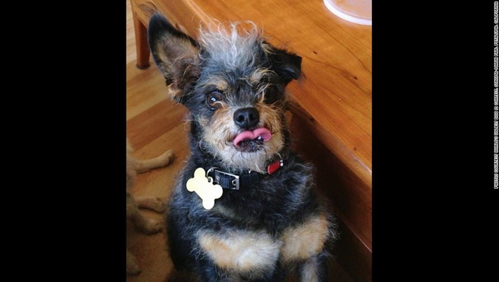 Concurso premia a los perros más feos (FOTOS)