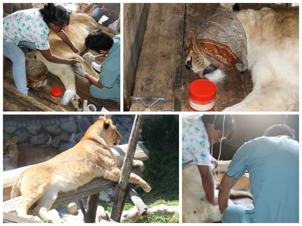 Introducen microchip a leona Qory para obtener código genético