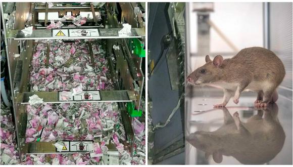 Ratas mordisquearon 18 mil dólares en billetes en un cajero automático (FOTOS)