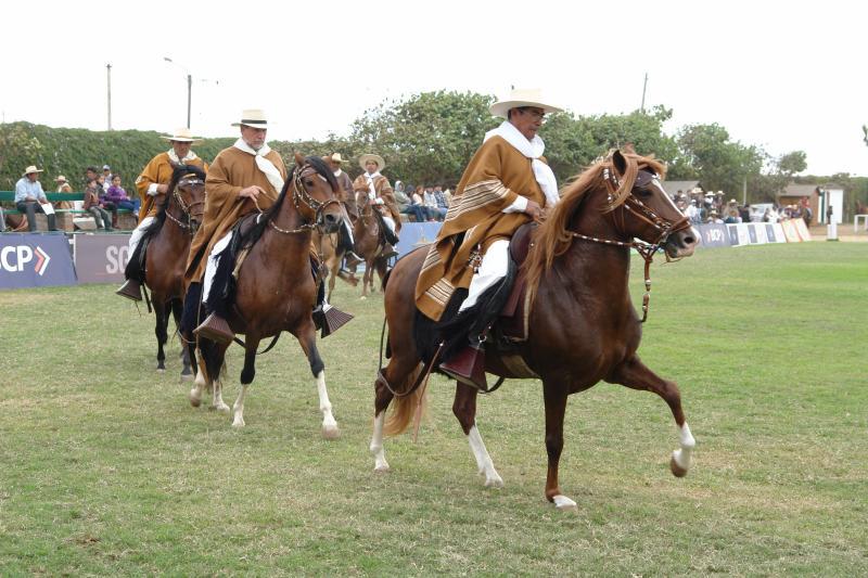 Caballos peruanos de paso se lucen en nueva finca de Panamá 