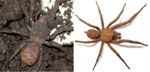 Descubren nueva especie de araña que se camufla con el suelo