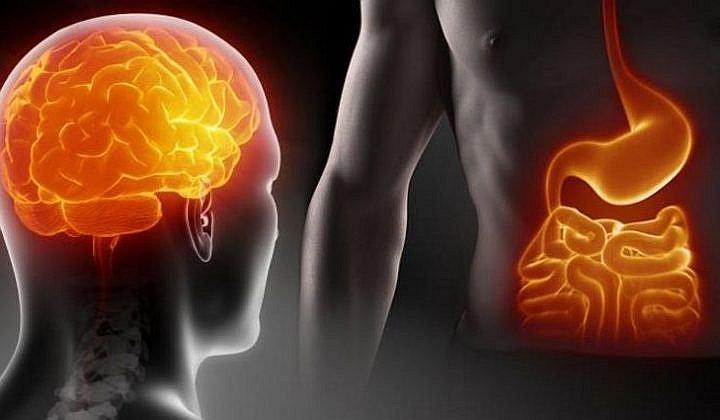 El denominado 'segundo cerebro' se ubica en nuestro estómago, revela un estudio